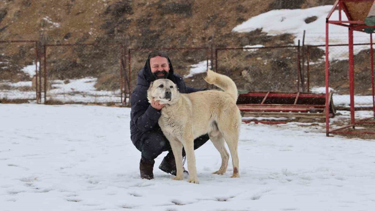 Anadolu aslanları soğukta tedavi, sıcakta ise depresif oluyor