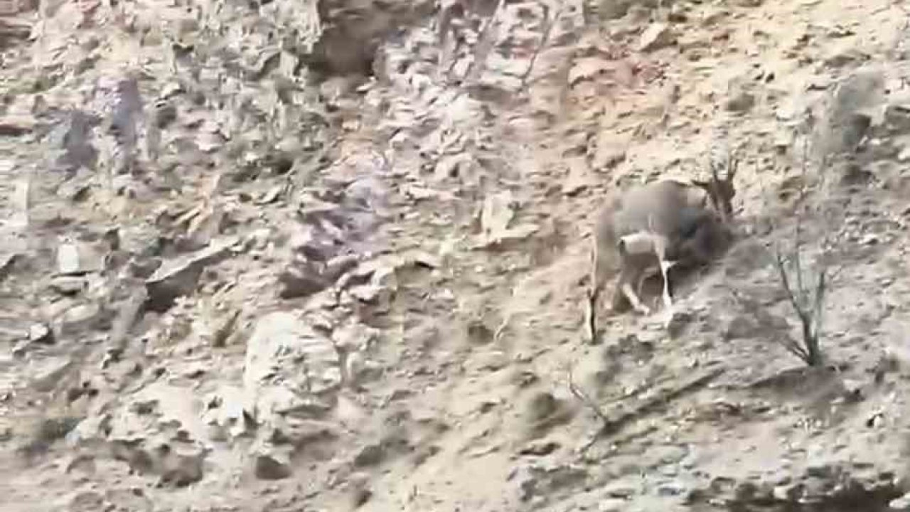 Torul Kalesi eteklerinde yaban keçileri görüntülendi