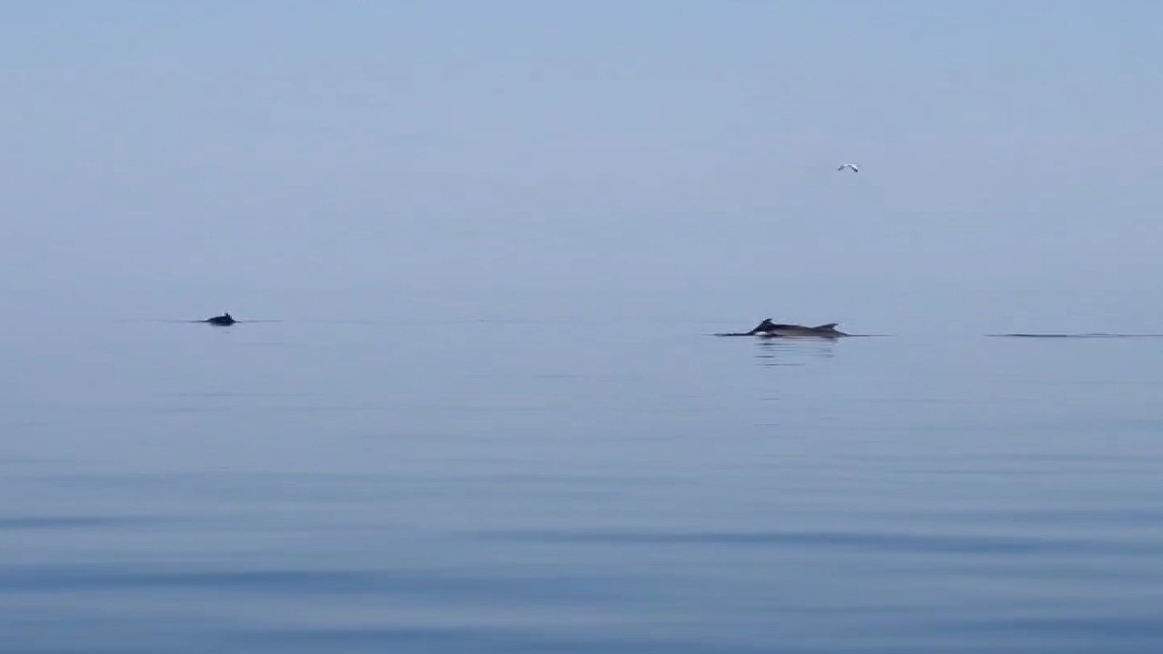 Yalova Esenköy açıklarındaki yunuslar görsel şölen sundu