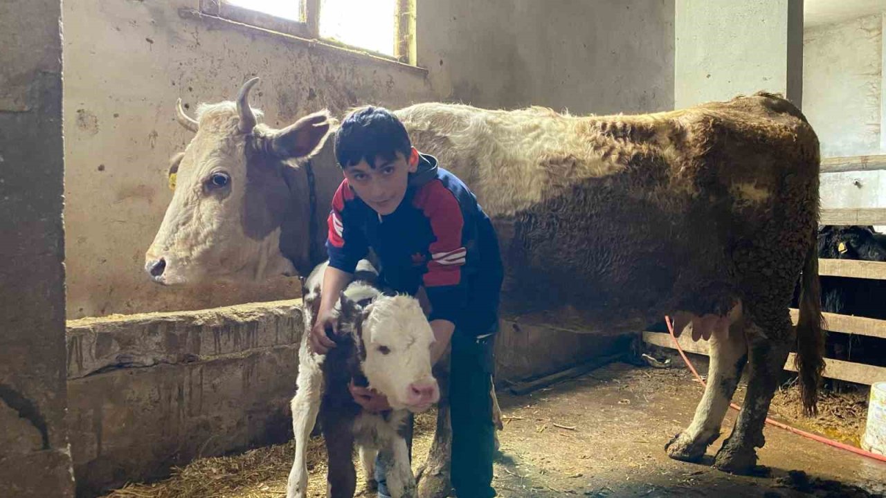 Hasta buzağısı ’Korkmasın" diye kamyonetin kasasında sarılarak yalnız bırakmadı