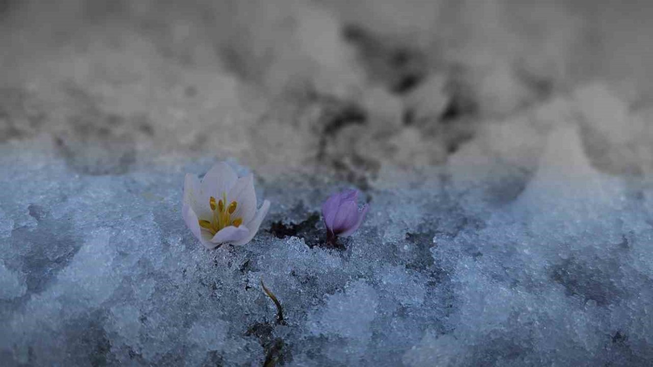 Tatvan’da baharın müjdecisi çiğdemler açtı
