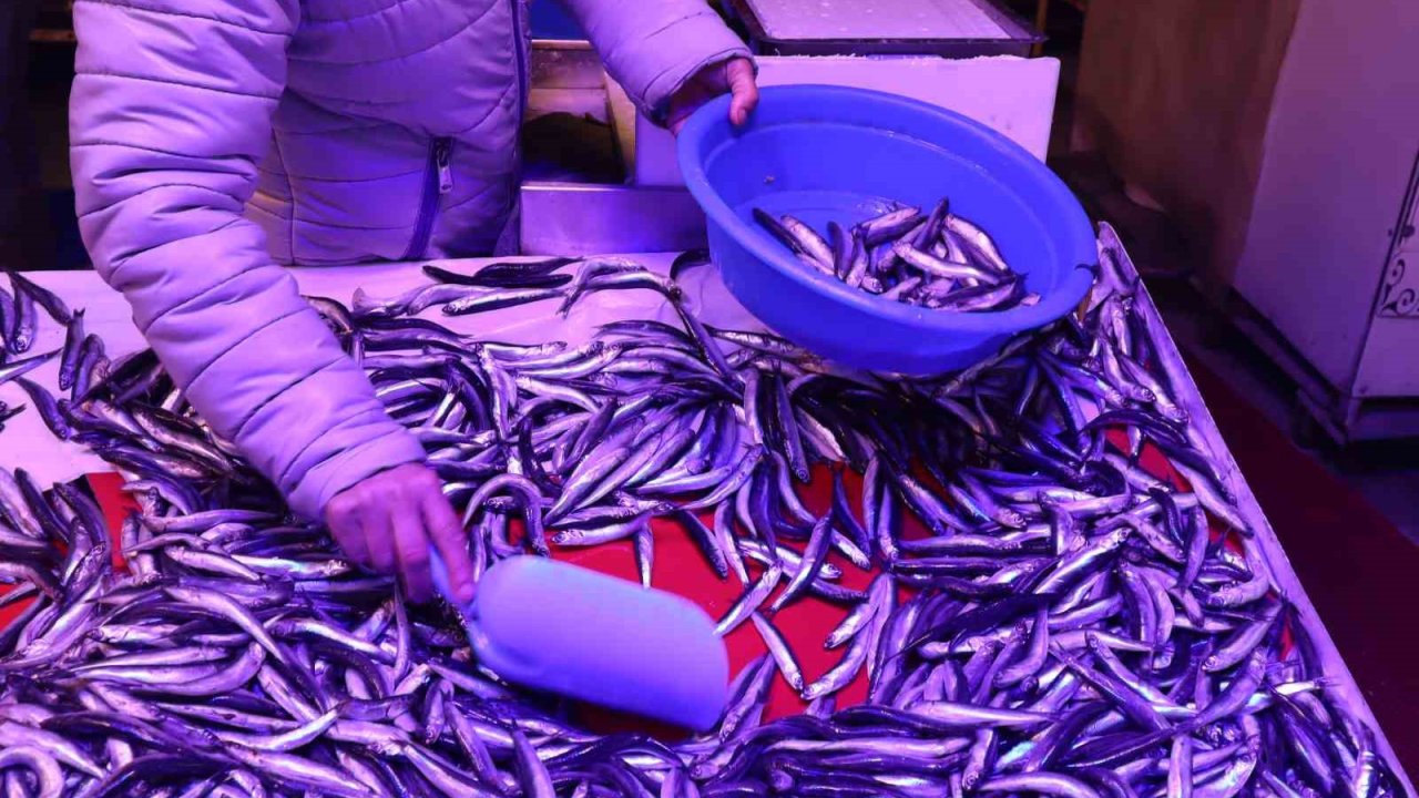 Artan sıcaklıklarda balık nasıl saklanmalı