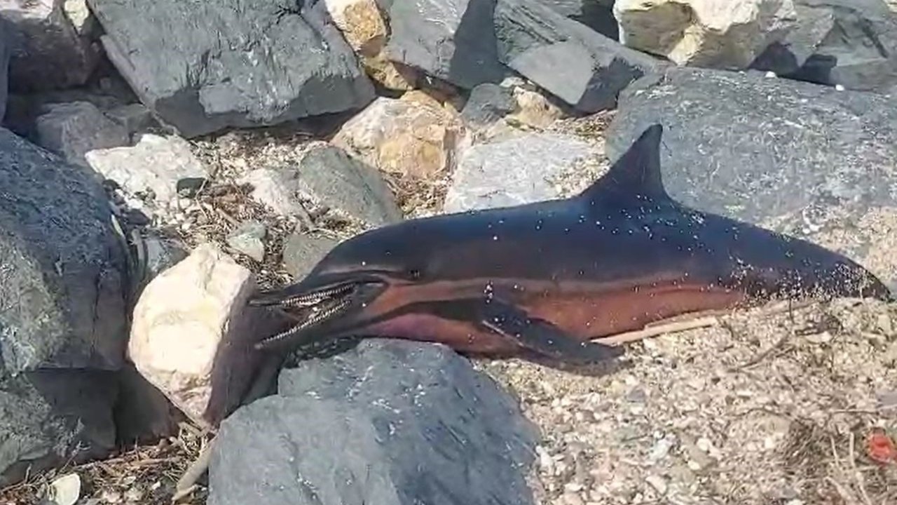 Karaburun sahiline ölü yunus vurdu