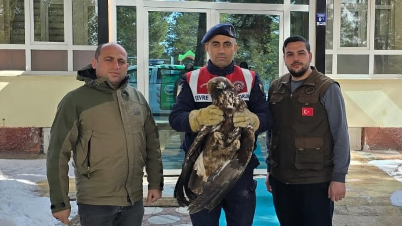 Yaralı halde bulunan Kızılşahin ve Kaya kartalı koruma altında