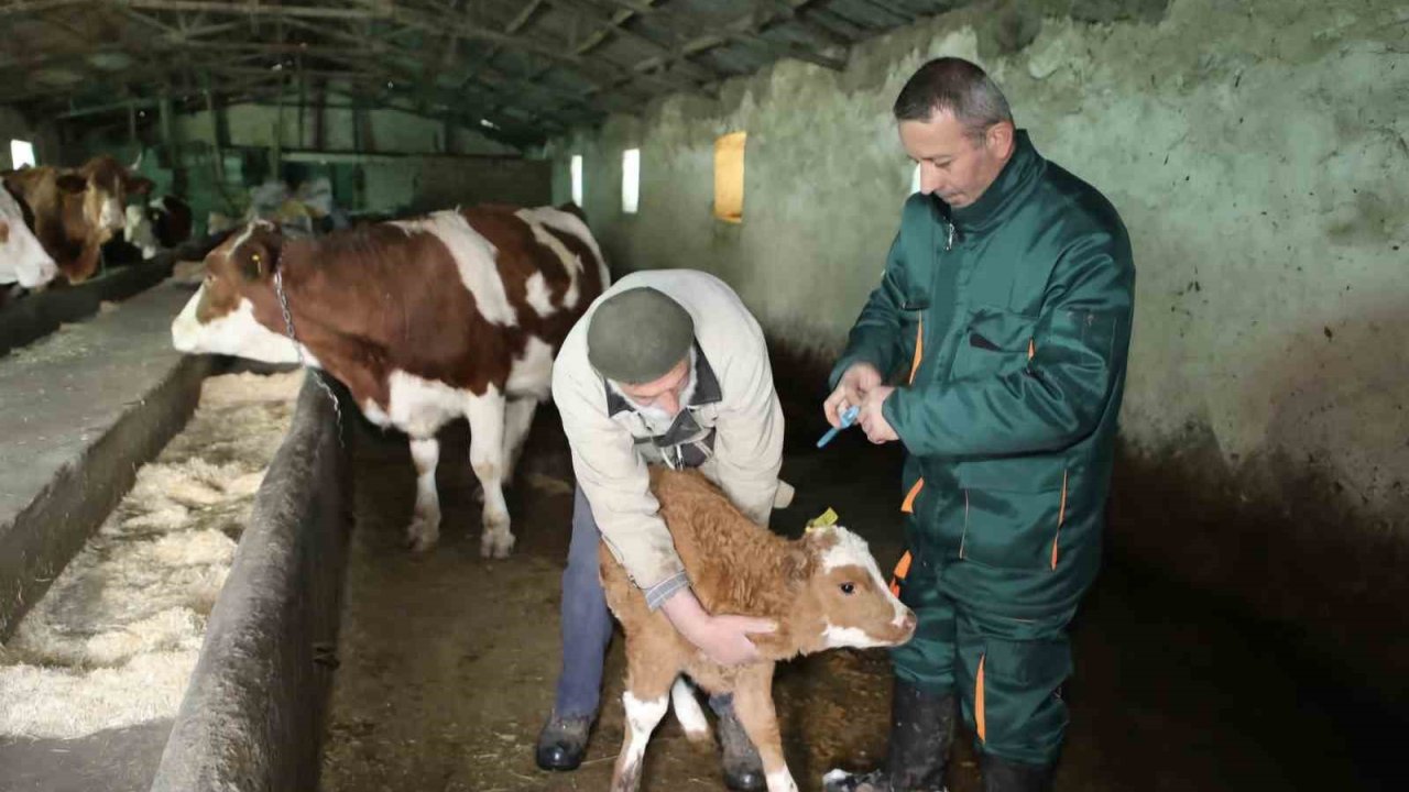 Elazığ’da şap hastalığı sona erdi
