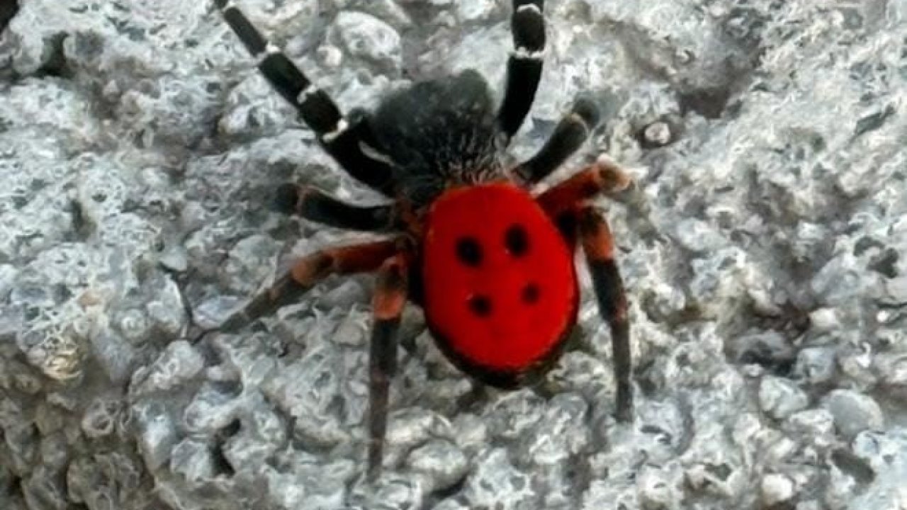 Elazığ’da zehirli ’Uğur Böceği Örümceği’ görüldü