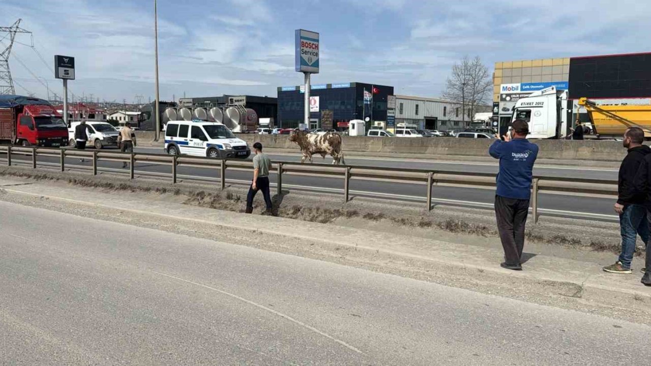 D-100’e çıkan tosun ortalığı birbirine kattı: O anlar kamerada