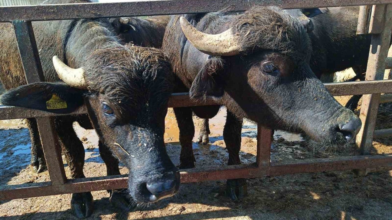 Eskişehir’de hayvan yetiştiricilerine 113 milyon TL destek