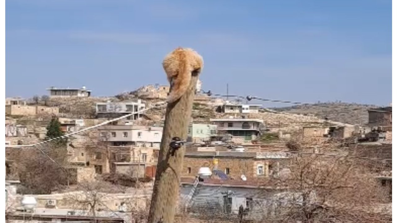 Köpekten kaçıp direğe tırmanan kediyi itfaiye kurtardı