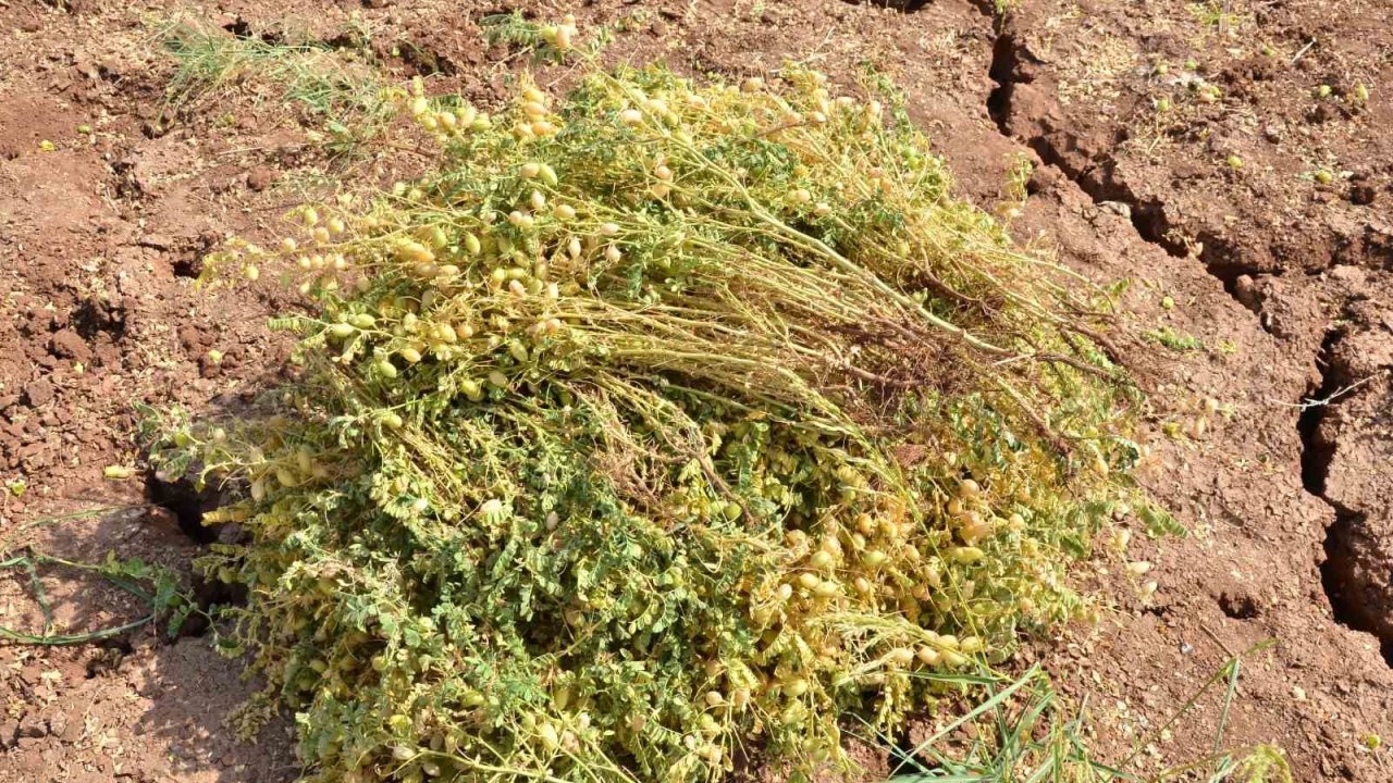 Denizli’de boş veya nadasa bırakılan araziler üretime kazandırılacak