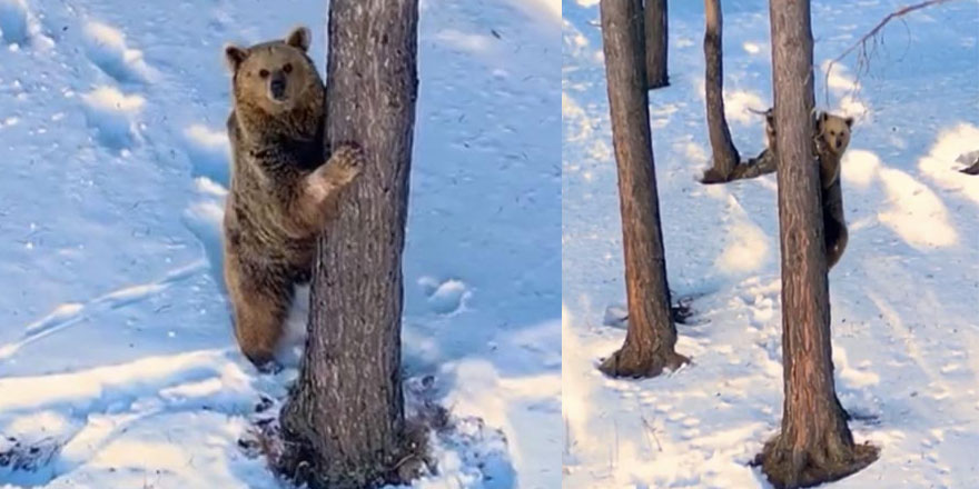 Sarıkamış’ta ağaca tırmanan boz ayı kameraya yansıdı