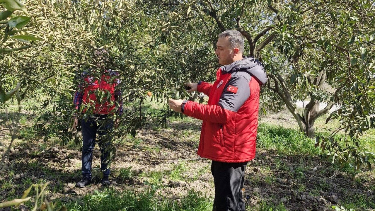 Köyceğiz, Ortaca ve Dalaman’da zirai don zararı tespit çalışmaları devam ediyor