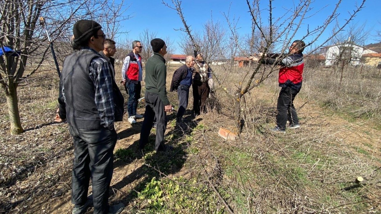 Kütahya Tavşanlı’da çiftçilere meyve ağacı budama eğitimi verildi