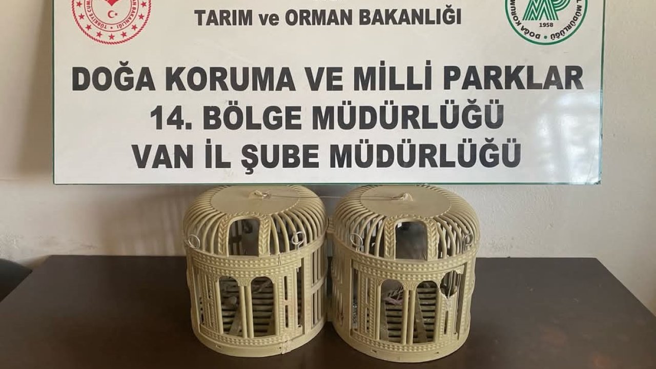 Kafesle kaçak avcılık yapan şahsa 43 bin lira idari para cezası kesilecek