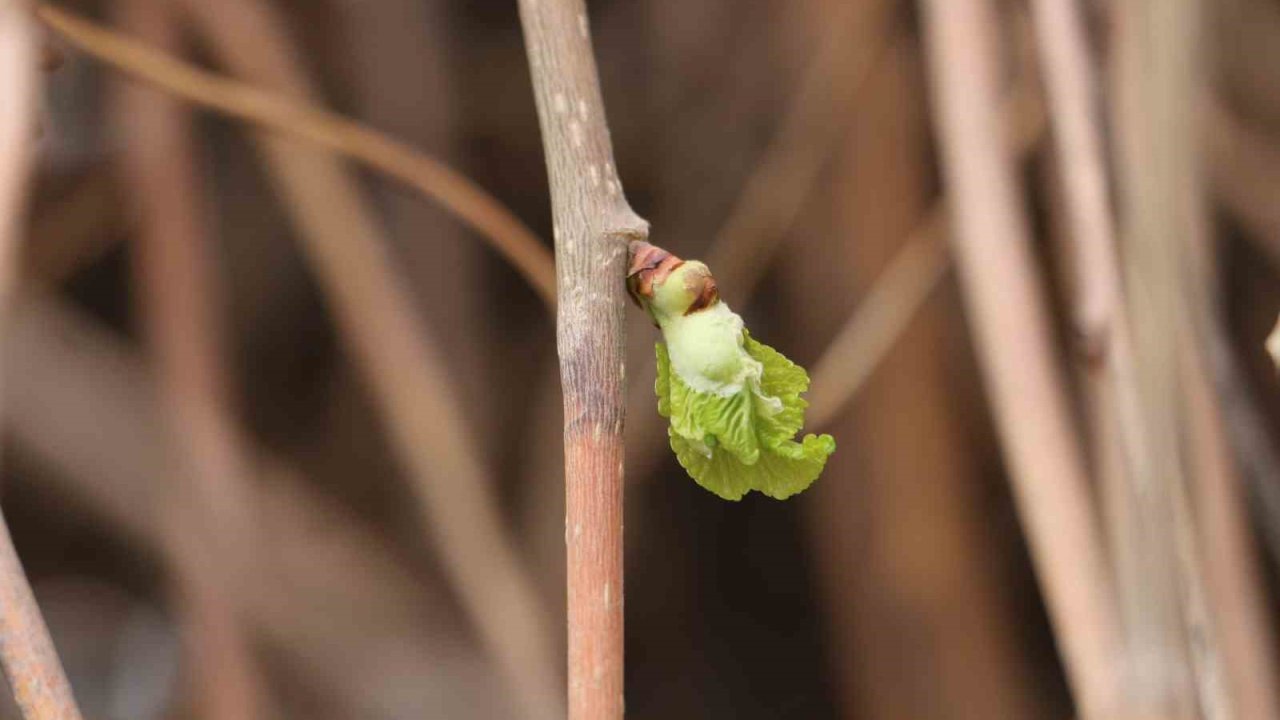 Baharın müjdecisi ‘Söğüt ağaçları’ yeşermeye başladı