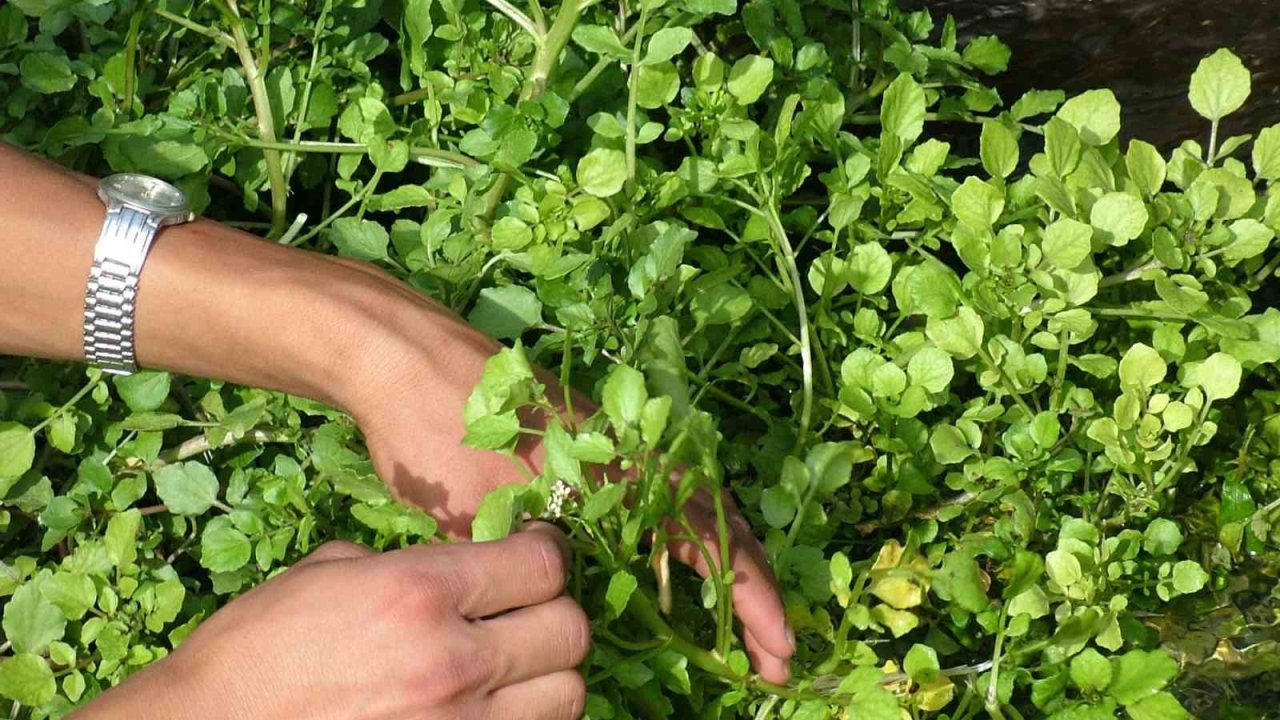 Ahlat’ta bahar sofraların vazgeçilmezi: Godumluk