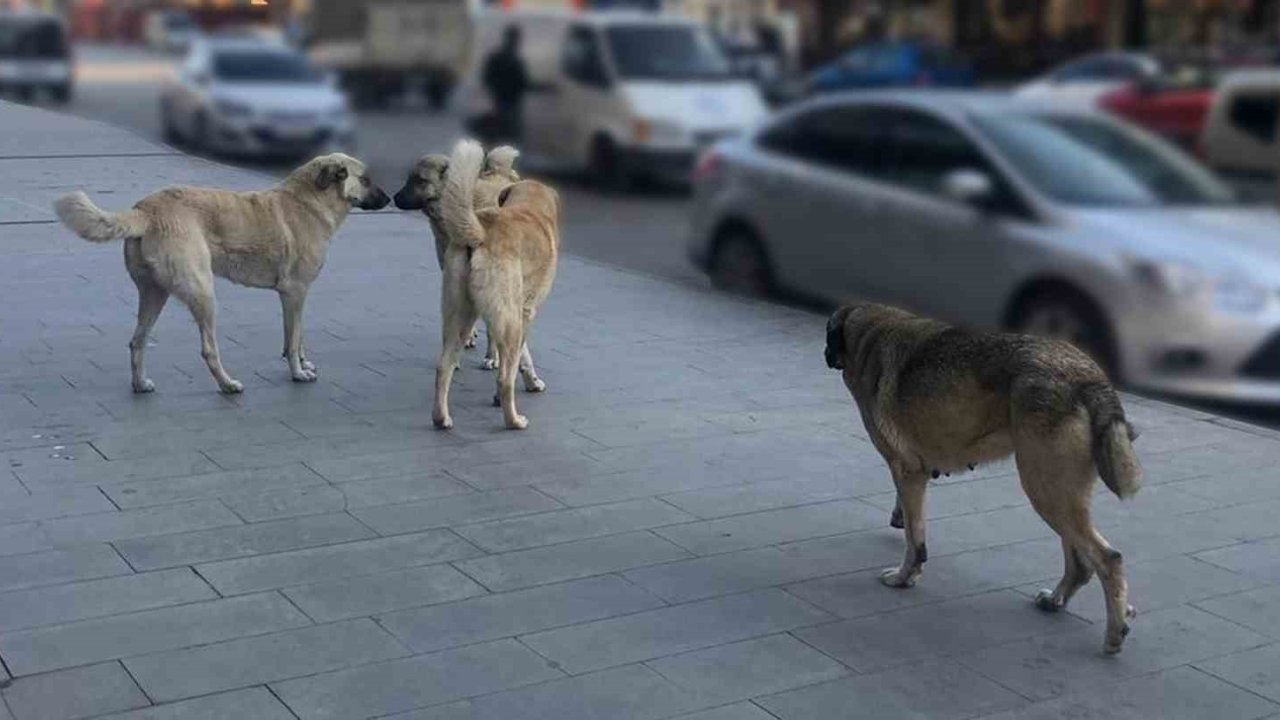 Tercan’da vatandaşlar başıboş köpeklerden muzdarip