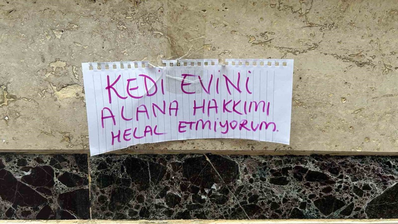 Kedi evini çalanlara hakkını helal etmedi