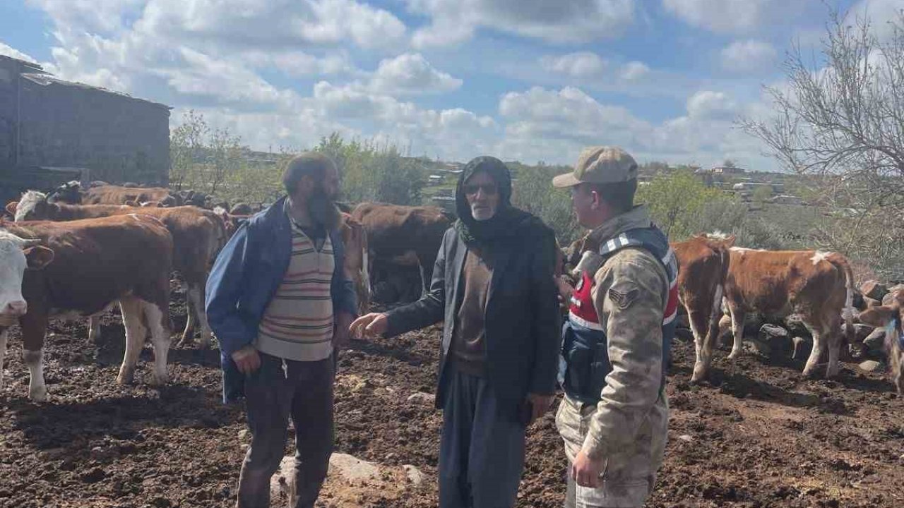 Siverek’te 13 büyükbaş hayvan çalan hırsızlık şüphelisi yakalandı