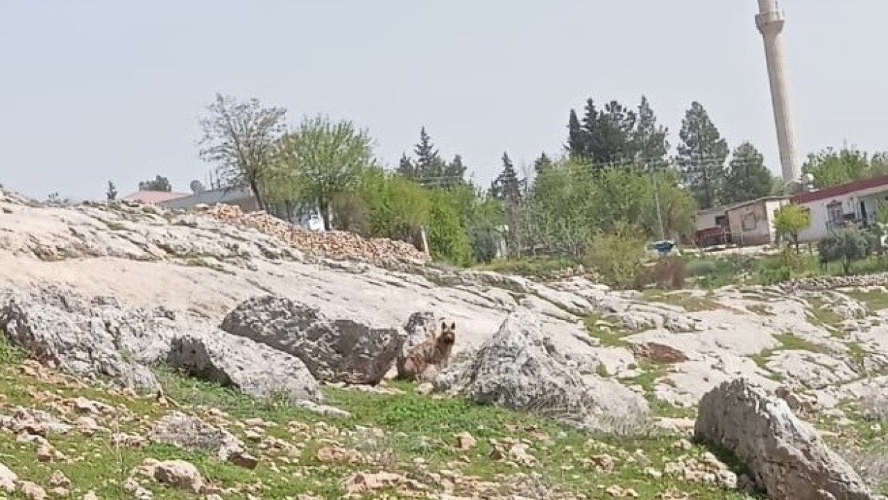 Gümüşkaya Köyünde sırtlan görüldü