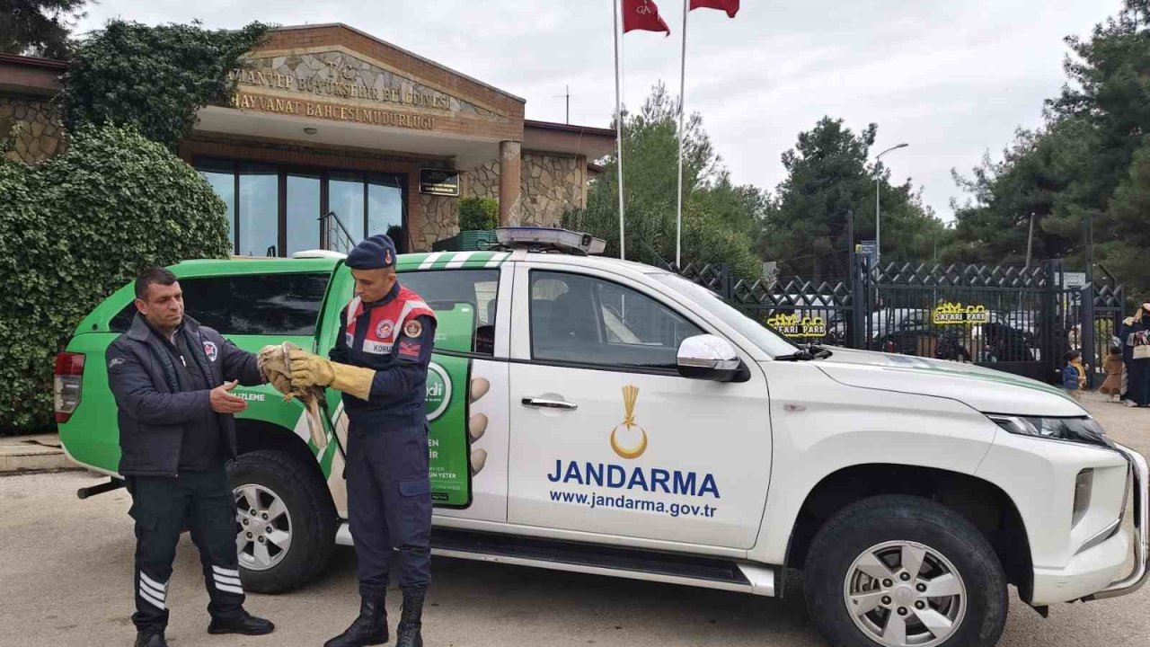 Yaralı şahine jandarmadan şefkat eli