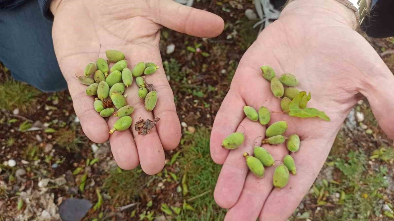 Malatya’da kayısı üreticilerine doludan korunma yöntemleri uyarısı