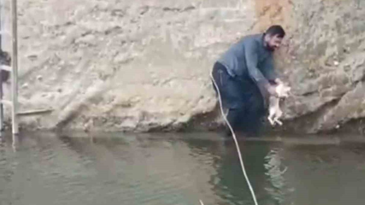 Siverek’te derede mahsur kalan kedi kurtarıldı