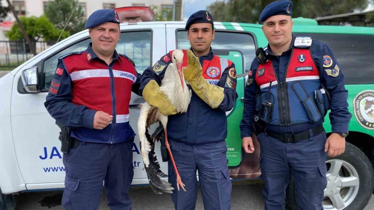 Yaralı leyleğe jandarma yardım elini uzattı
