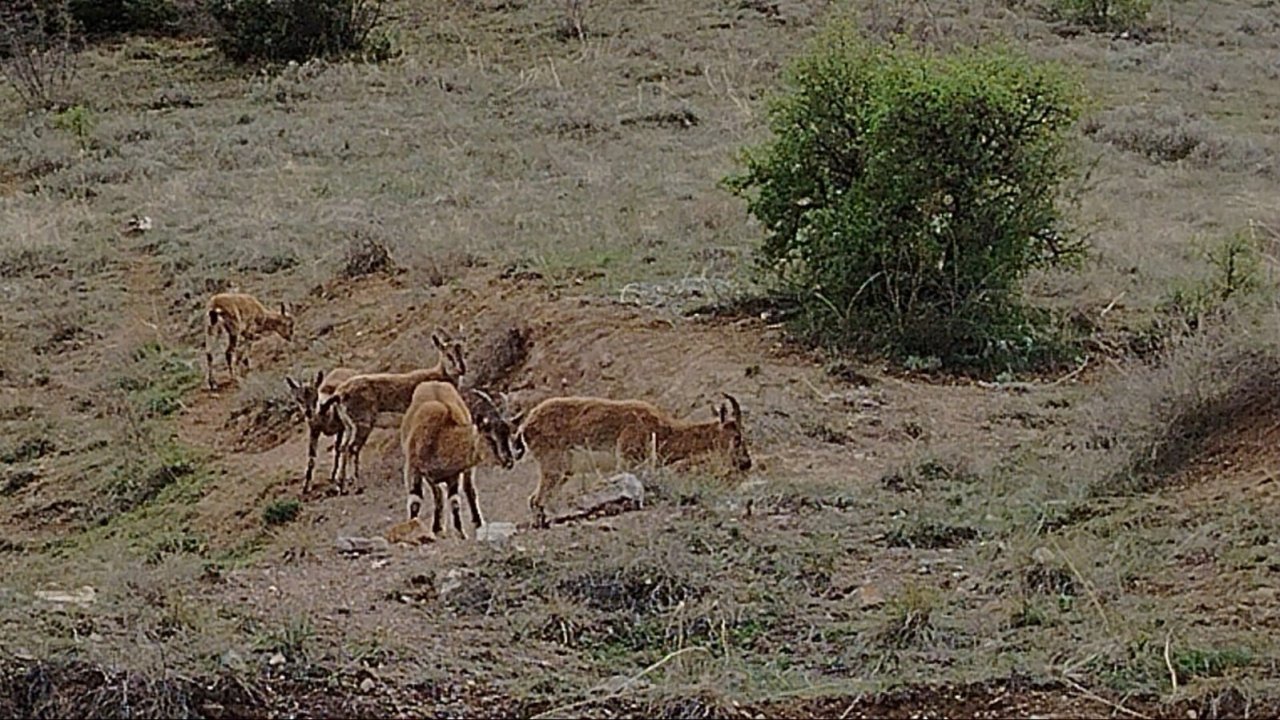 Keban’da koruma altındaki dağ keçileri sürü halinde görüntülendi
