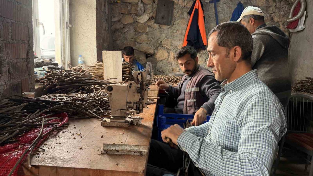 Tokat’ta üretilen narenciye üzümü fideleri 35 ile gönderiliyor