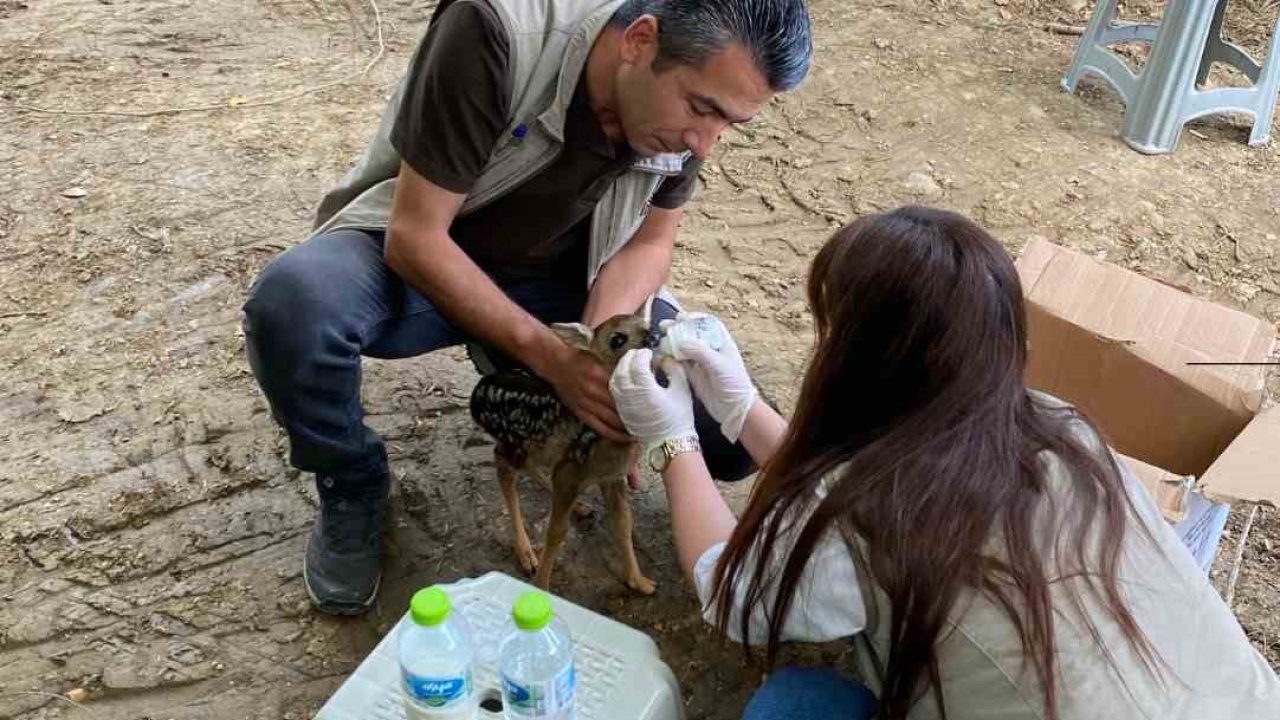 Annesinin terk ettiği yavru karacaya ekipler sahip çıktı