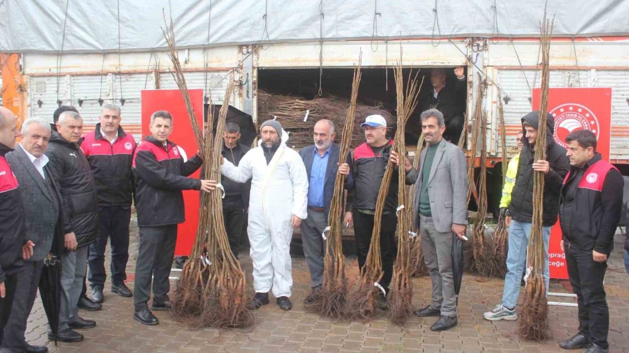 Muş’ta çiftçilere 6 bin 150 adet ceviz fidanı dağıtıldı