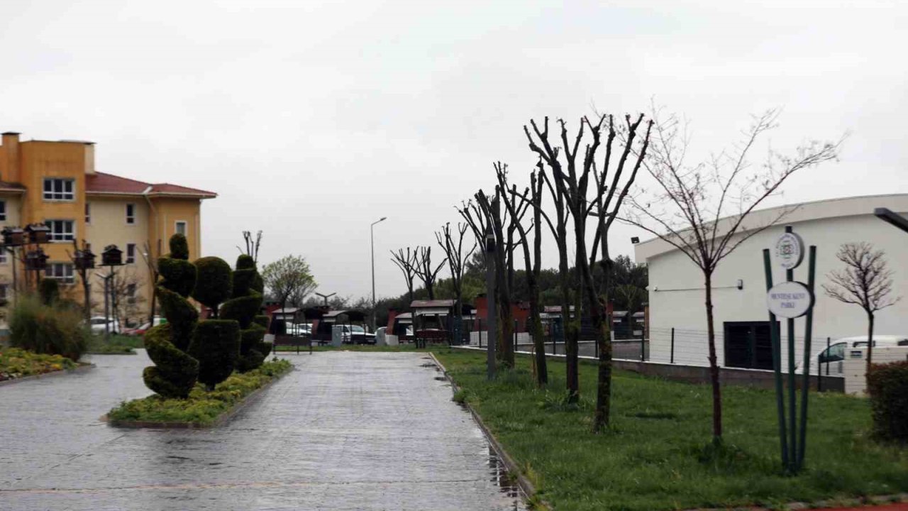 Muğla’da ağaçlara gençlik aşısı