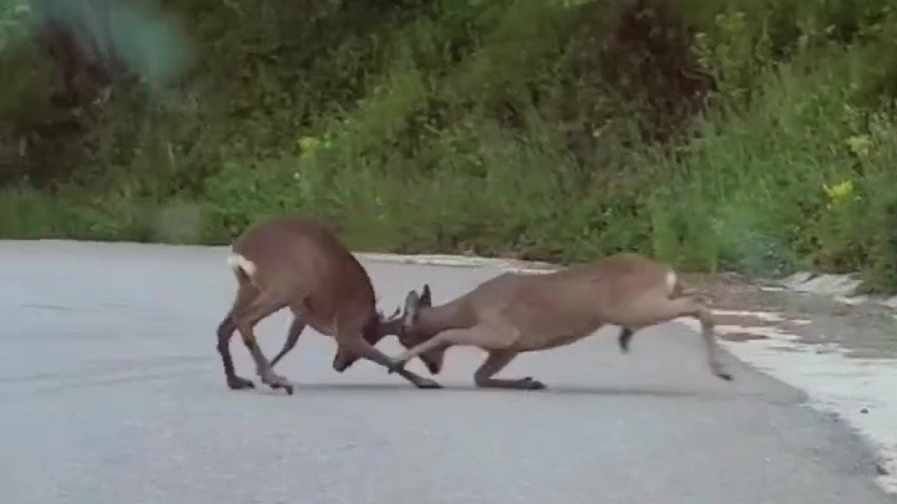 Karacaların kavgası kamerada