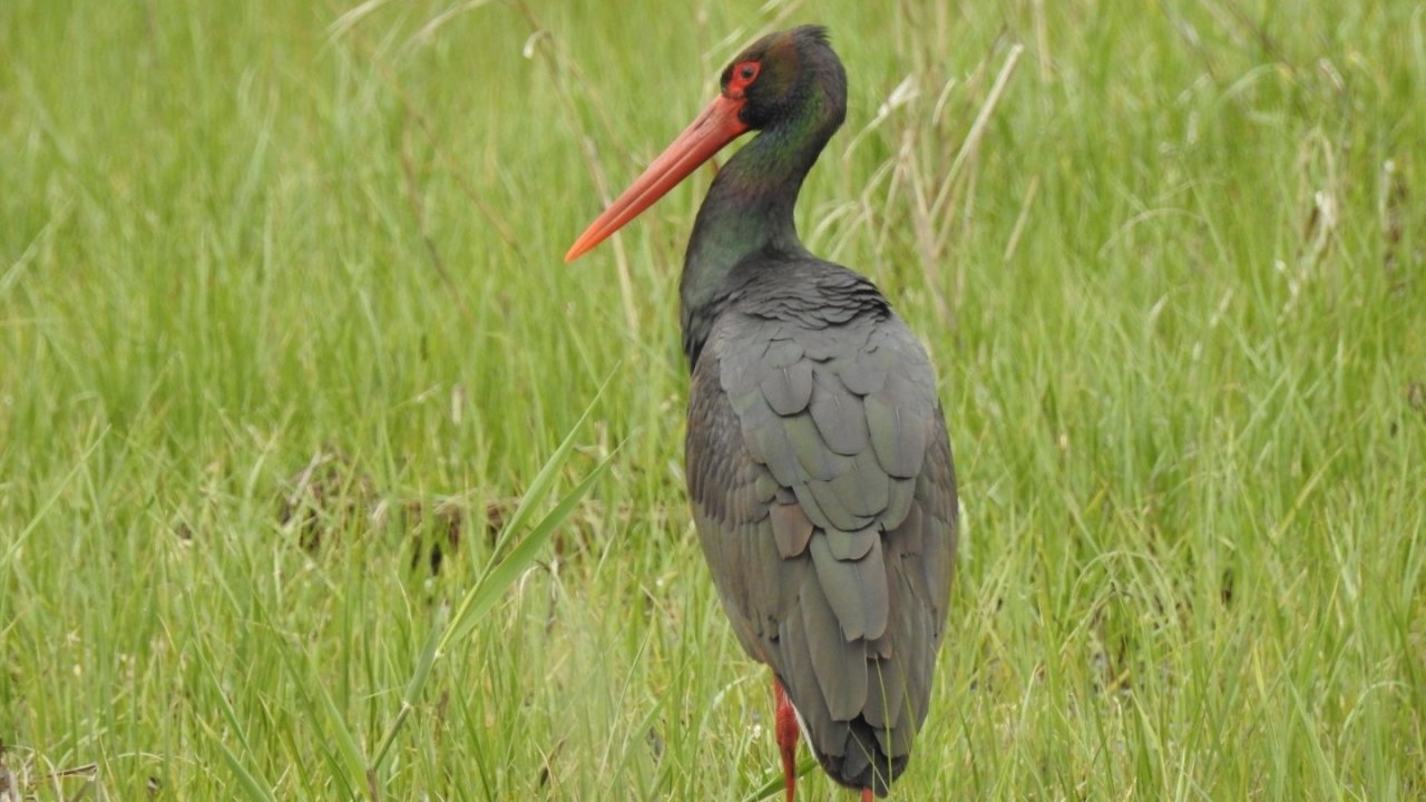 Manisa’da 10 yıl sonra ilk kez kara leylek görüldü