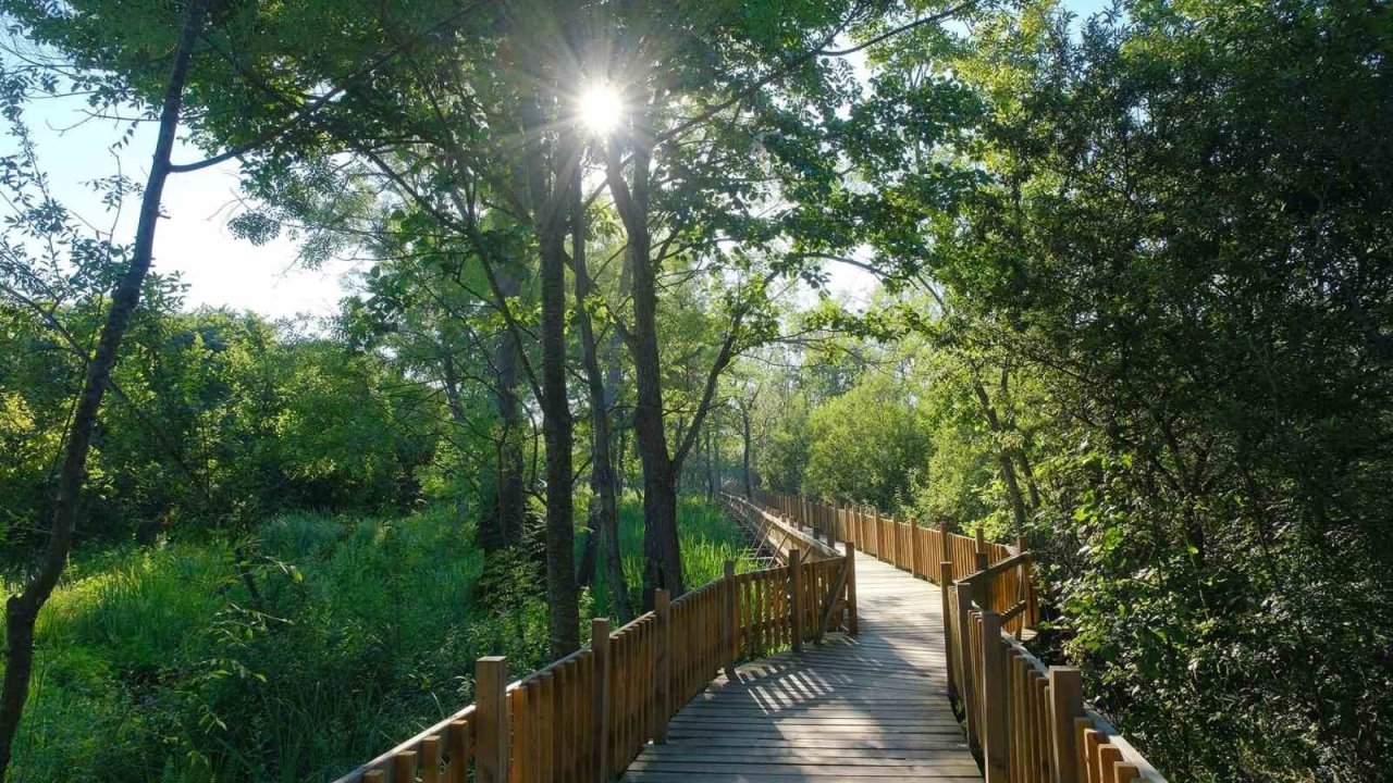 Sakarya’nın misafirleri 9 günlük tatilde Acarlar Longozu’na akın etti