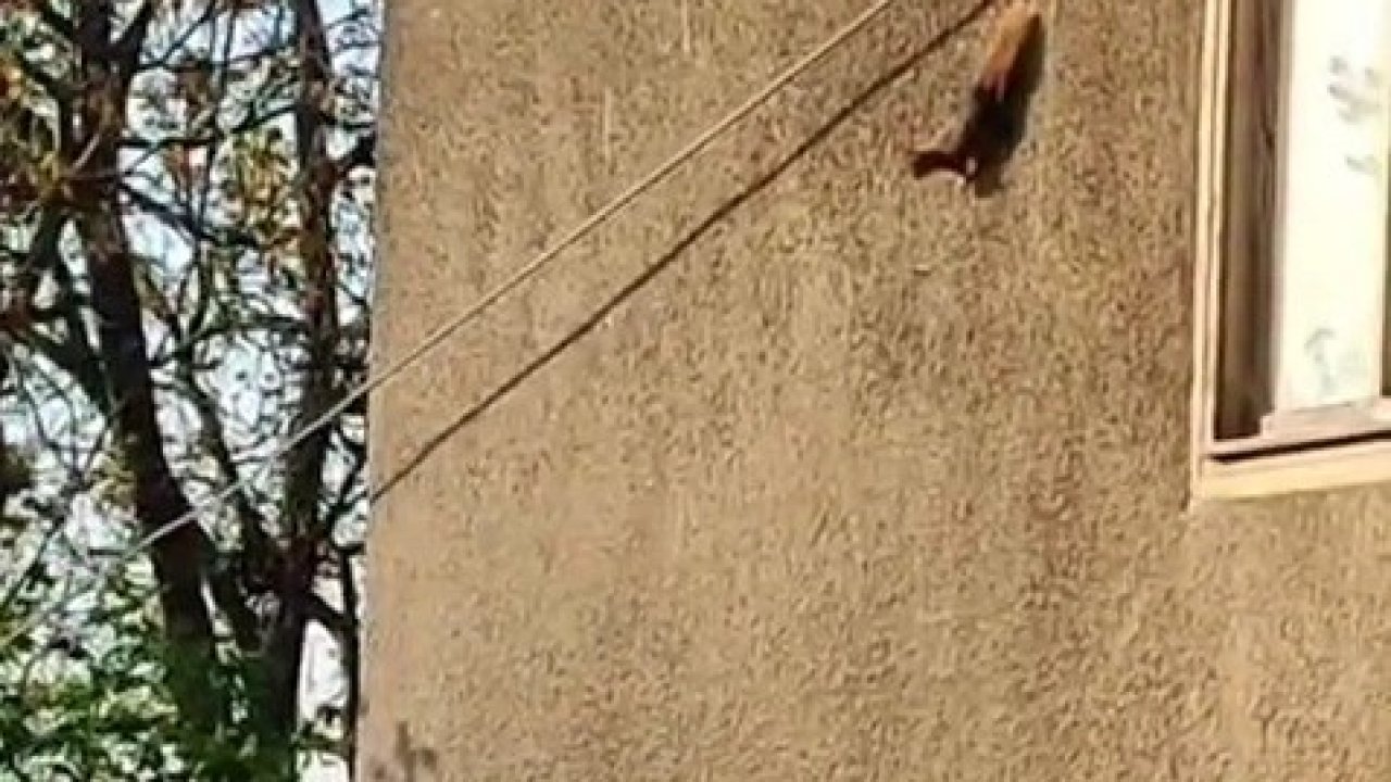 Evin duvarında gezinen sincaplar kamerada