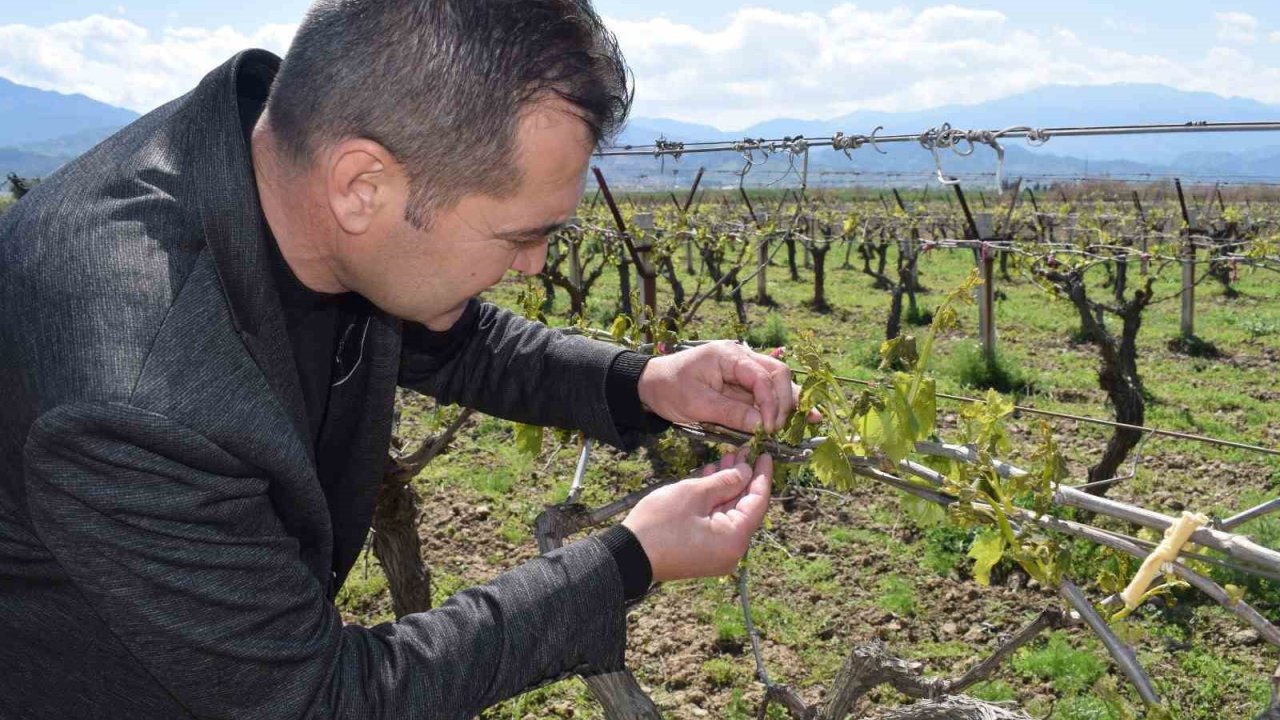 Alaşehir’de üzüm bağlarını soğuk vurdu