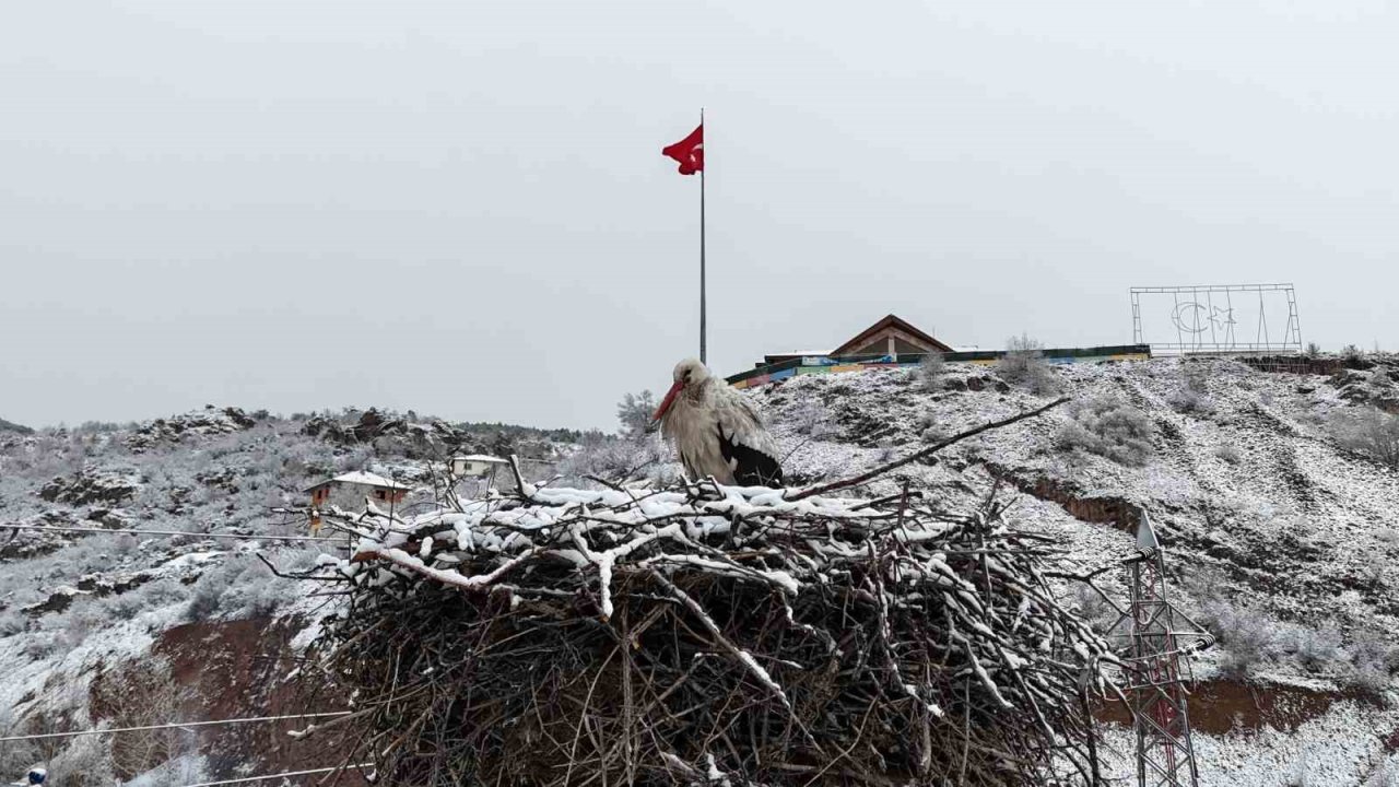 Leyleklere kar sürprizi