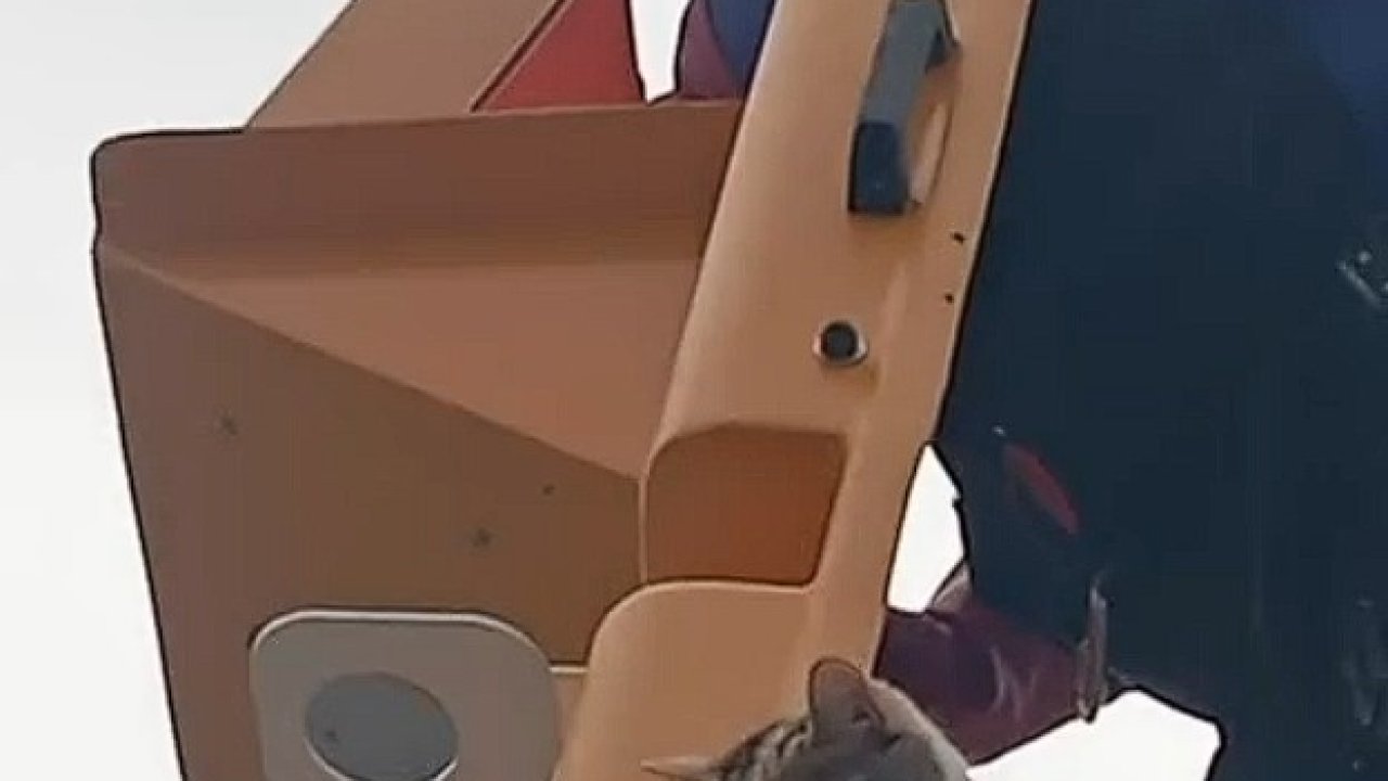 Elektrik direğinde mahsur kalan kedi kurtarıldı