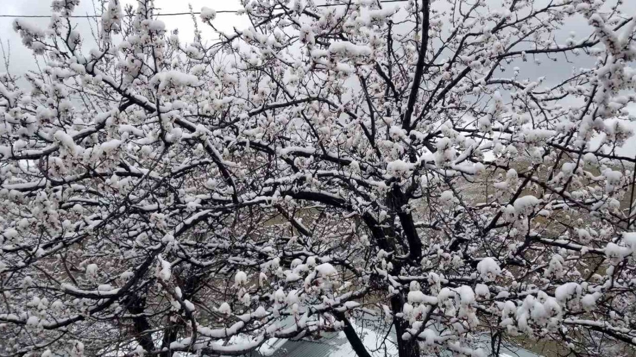 Erzincan’da çiçek açan meyve ağaçlarını don vurdu