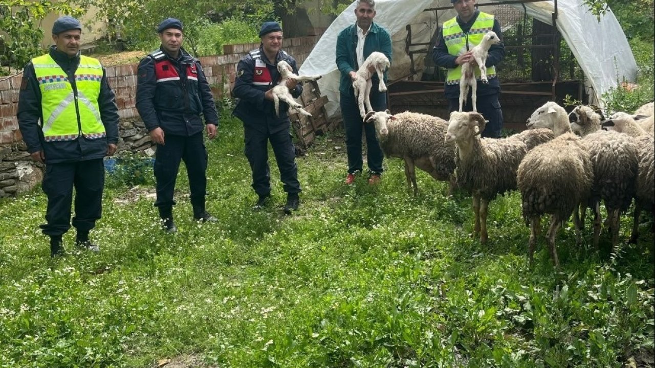 Kaybolan 13 koyun jandarma ekiplerince bulundu