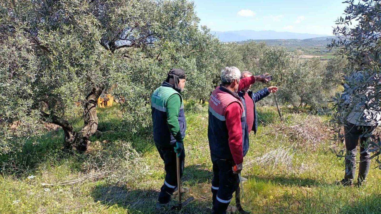 Karacasu Belediyesi’nden zeytin ağaçlarına bahar bakımı