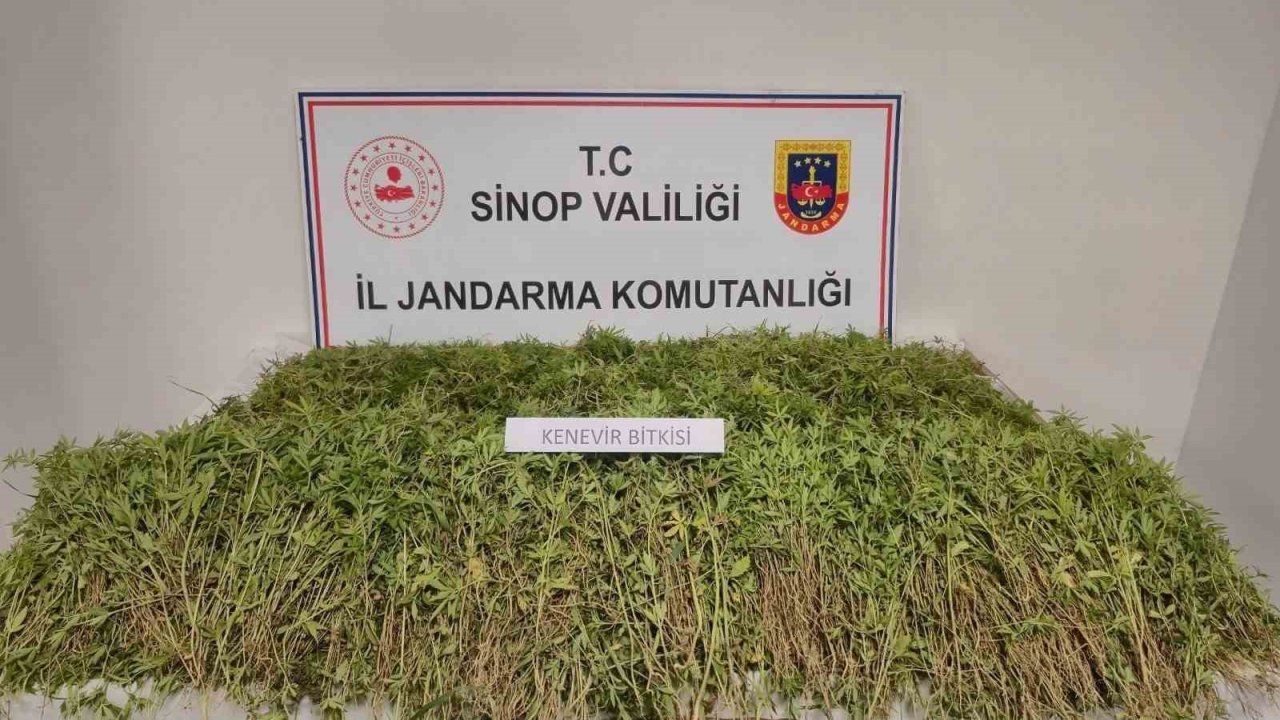 Sinop’ta tarlada 31 bin kök kenevir ele geçirildi