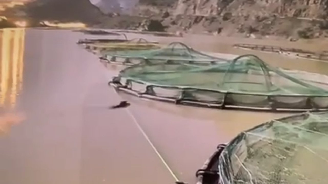 Gündüz vakti somon üretim tesisine giren aç ayı kameralara yakalandı