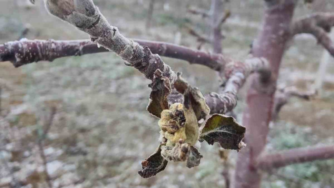 Zirai don mağduru üreticilerin bahçelerinde inceleme başlatıldı