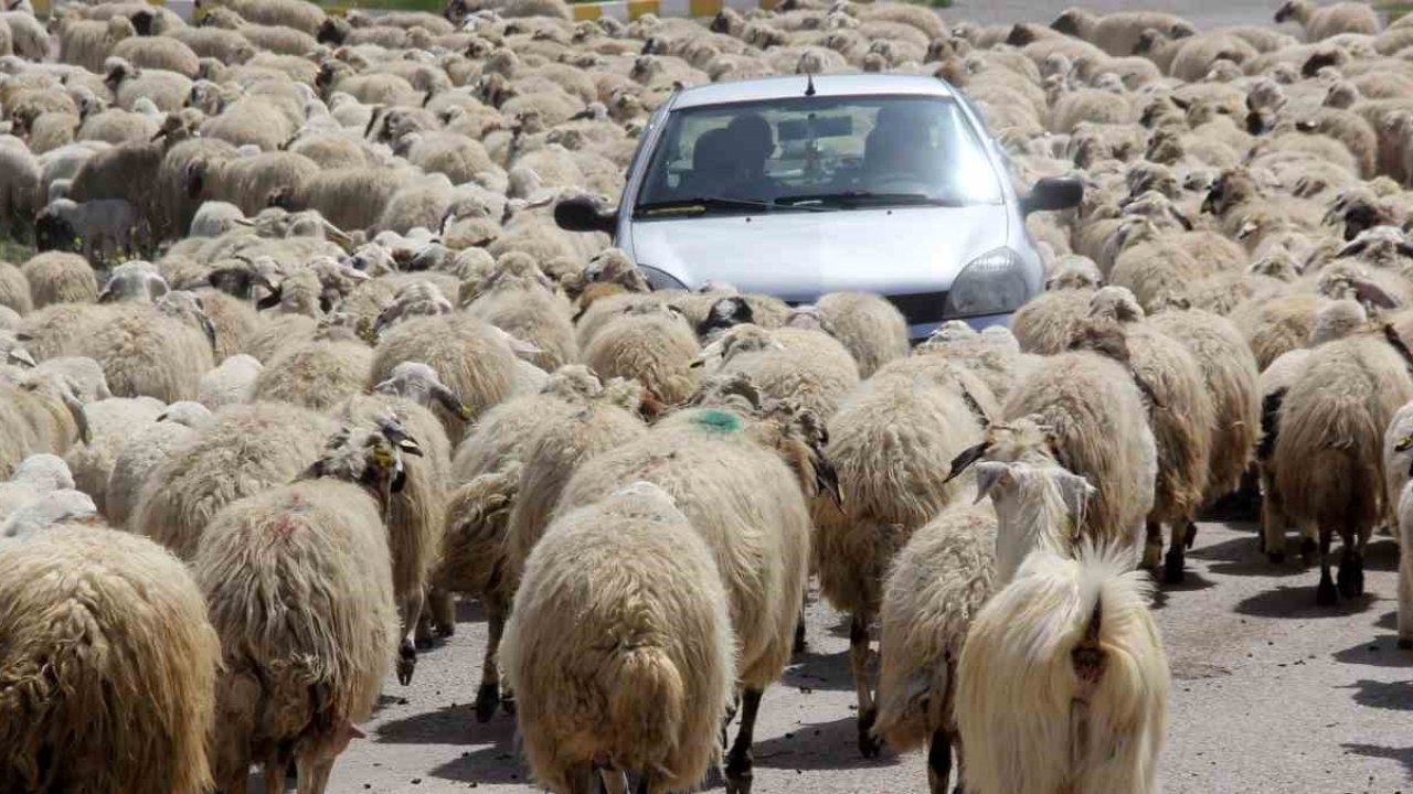 Kışı atlatan besicileri yüksek maliyetli çoban telaşı sardı
