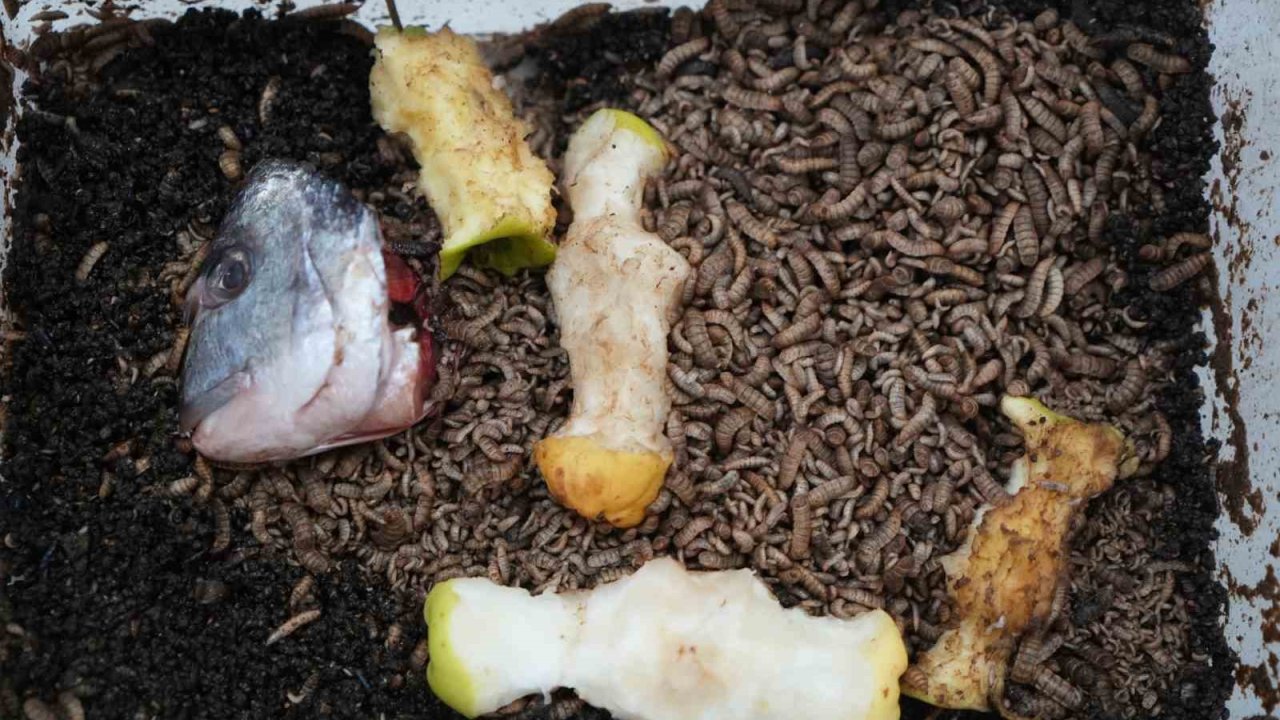 Atıkla beslenen böcek: Tarımda yeni dönem başlayabilir