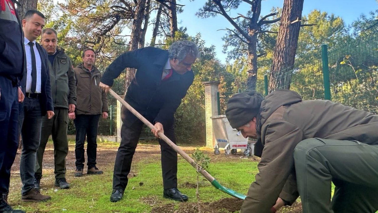Kaymakam Keklik’ten sakız ağacı fidanlarına bahar bakımı