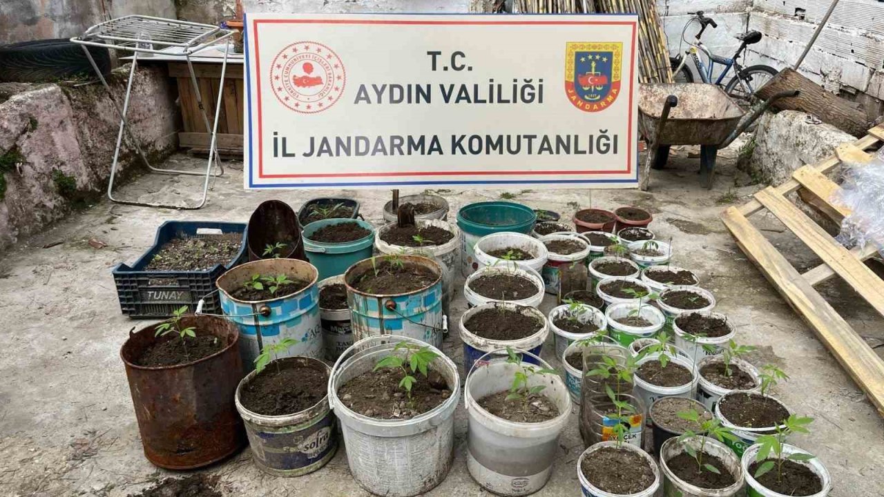 Saksıya ektiği 82 kenevir ile yakalandı